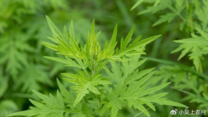 农村深受女性朋友喜爱的艾草,不仅是女性的守护神,更是防疫瑰宝|艾草|