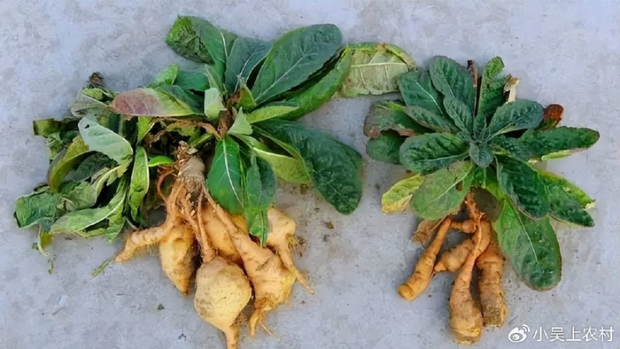 地黄别名小鸡喝酒,根部形似萝卜,被誉为"男人草",滋阴补血