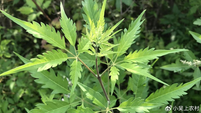 生命力顽强的黄荆树,全身都是宝,从叶子到枝干,都有丰富的价值|作用|植物_新浪新闻