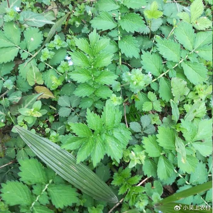 以动物命名的野草,是农村路边常见的仙鹤草,市场价格20元一斤