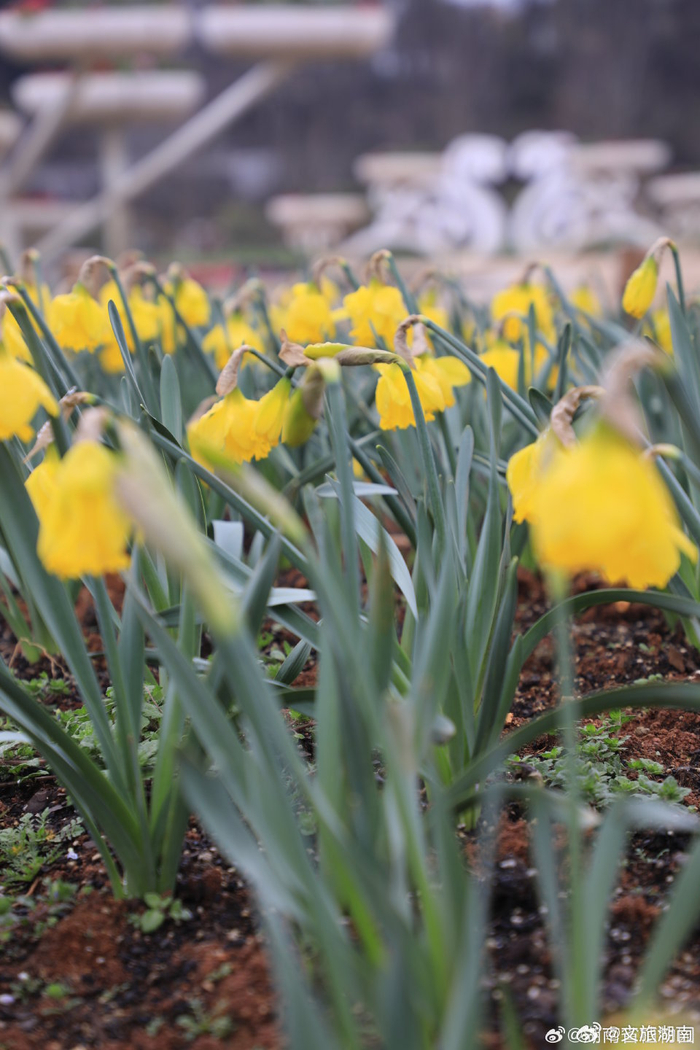 湖南省植物园迎春花开盛景