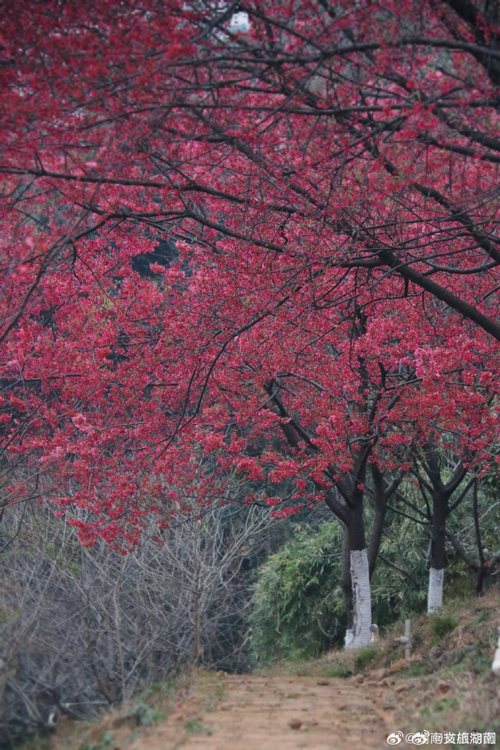 湖南省植物园迎春花开盛景