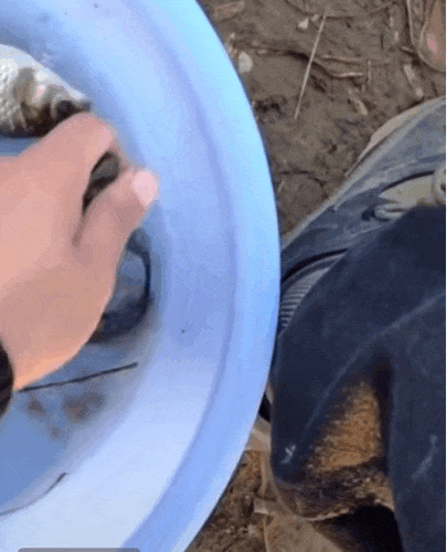 钓鱼佬为猫承包鱼塘,当事人:"没办法,猫定的kpi太高了!