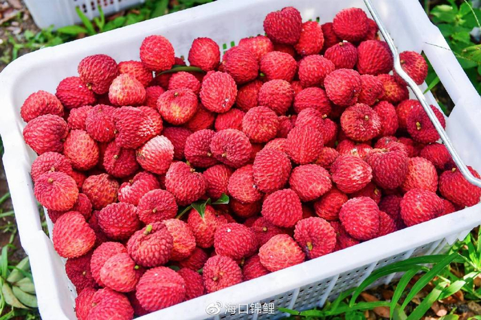 这个夏天,海口秀英火山荔枝将走进千家万户……|荔枝|秀英|火山_新浪