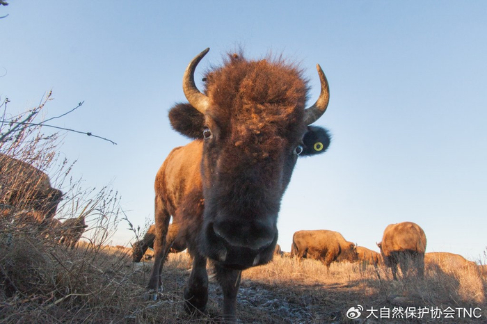 小科普 | 关于野牛的一切:北美最著名的哺乳动物