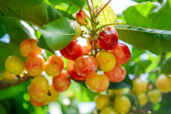 灵岩寺|泉城|四季_新浪新闻