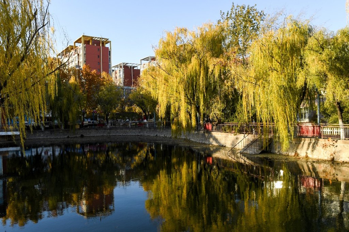 邂逅别样风景—— 冬日东丽 金柳袅袅|东丽公园|冬风|天津东丽_新浪