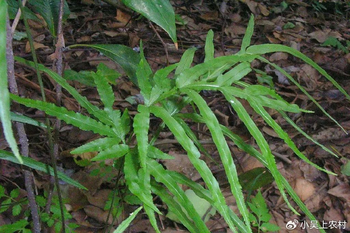 农村石缝中常见的野草,人称凤尾草,它的价值你知道多少|凤尾草|石缝