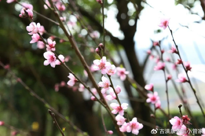 「康养旅居」康养园春日雅集之二|桃花|周朴|花开_新浪新闻