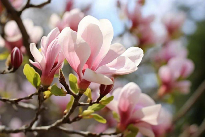 在青岛,有一种春天叫玉兰花开|湛山寺|玉兰花|海宁_新浪新闻
