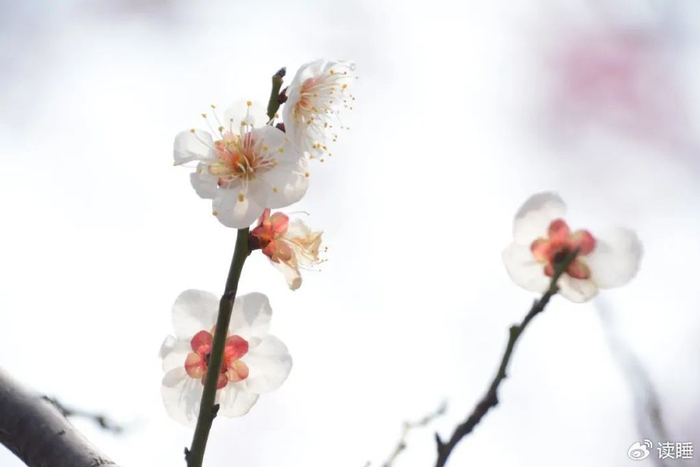 无题|嫩蕊|李家荣_新浪新闻