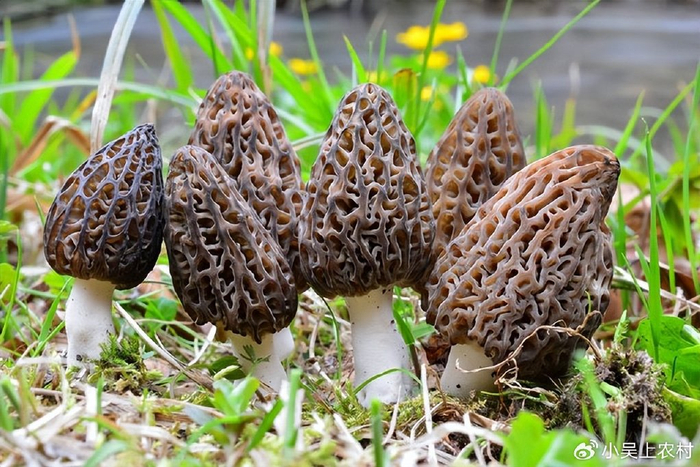 长得像羊肚农民以为有毒不敢捡没想到它是菌中之王羊肚菌