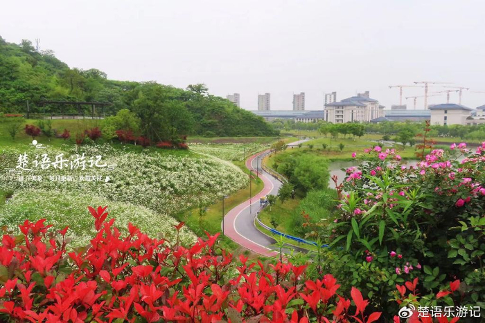 浙江宁波这片大滨菊花海又火了,野蔷薇花带相伴更美丽,值得游玩