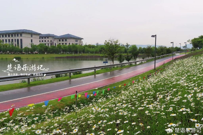 浙江宁波这片大滨菊花海又火了,野蔷薇花带相伴更美丽,值得游玩