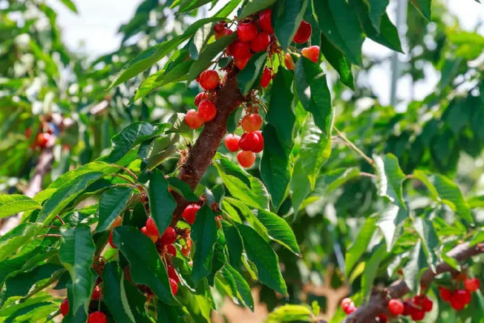 曲阜市书院街道汉下村的樱桃园大棚里,碗口粗的樱桃树上每个枝头都挂