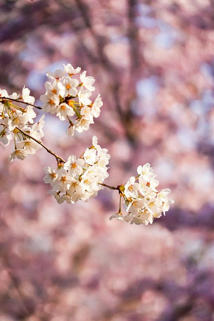北京玉渊潭樱花浪漫绽放