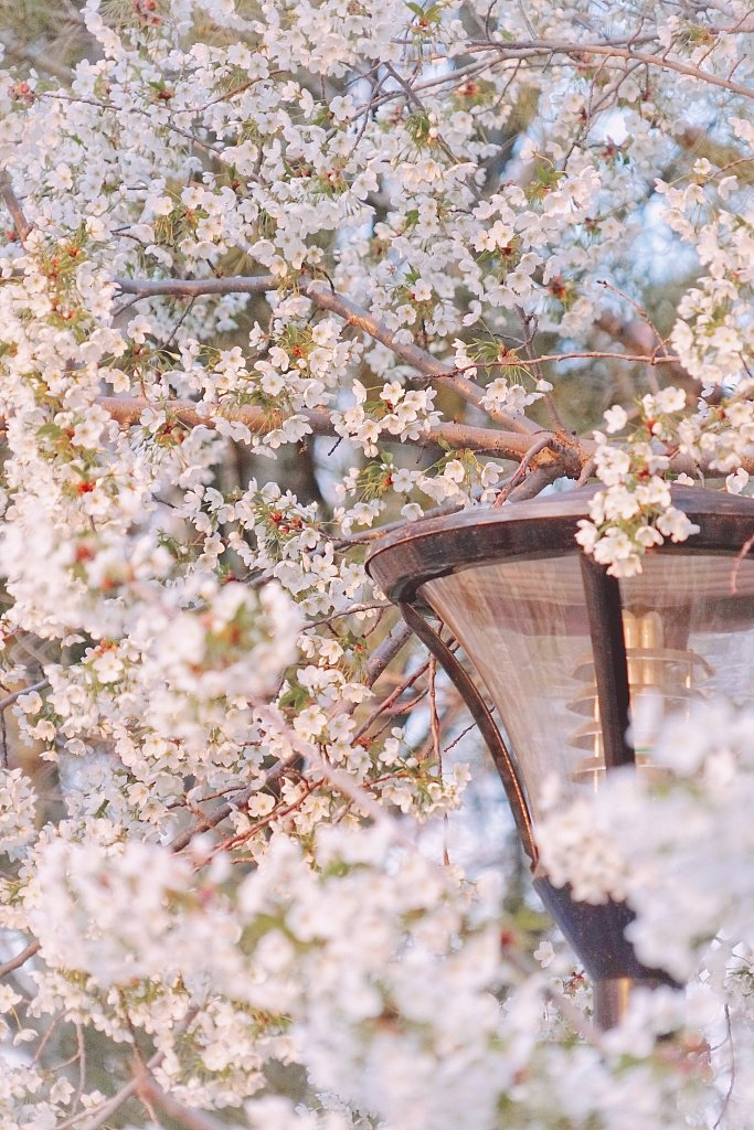 北京玉渊潭樱花浪漫绽放