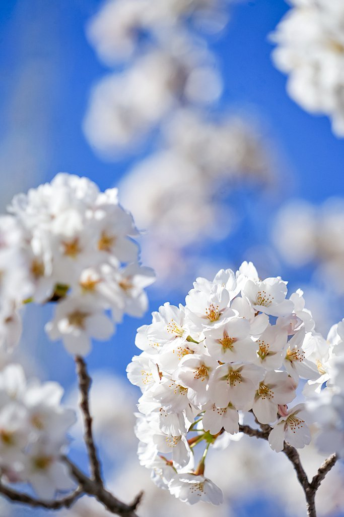 北京玉渊潭樱花浪漫绽放