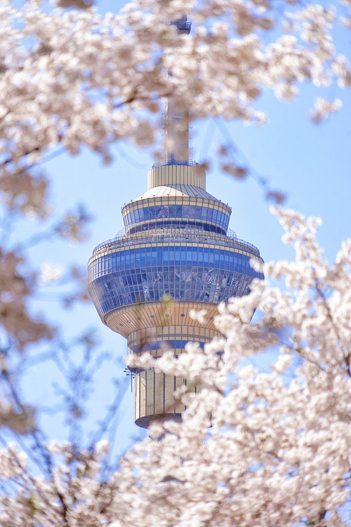 北京玉渊潭樱花浪漫绽放