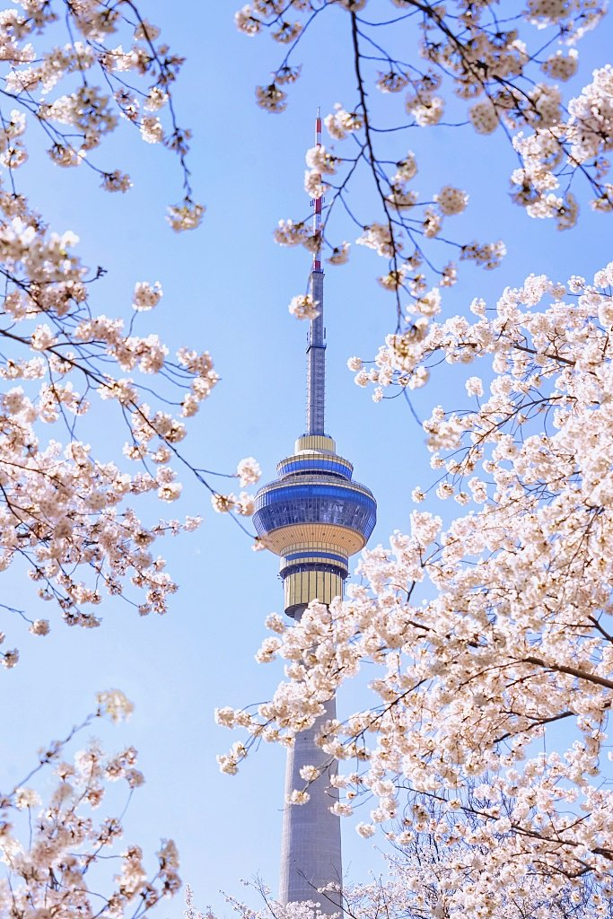 北京玉渊潭樱花浪漫绽放