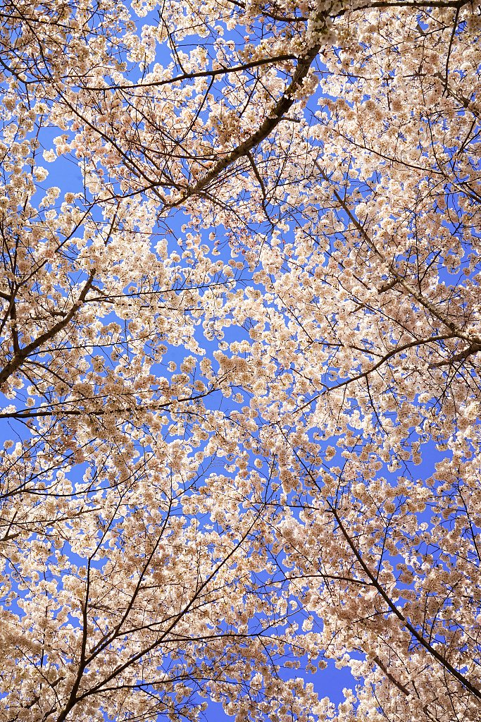 北京玉渊潭樱花浪漫绽放