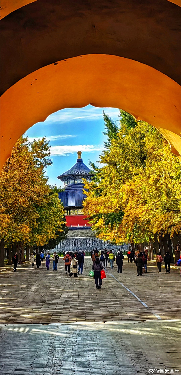 天坛银杏大道20231110摄影