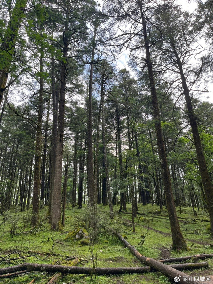 玉龙雪山玩法多,别只盯着大索道,蓝月谷云杉坪也很美