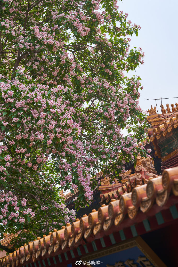 故宫 御花园 四百年楸树开花。 皇家栽种楸树,寓意千秋万代……