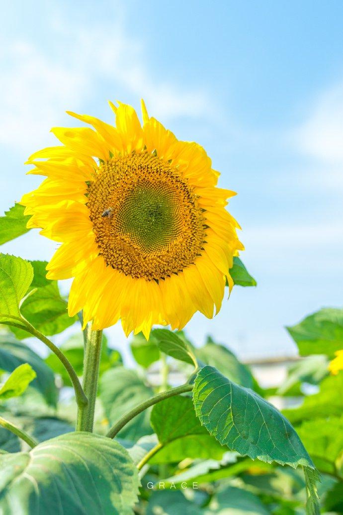 向日葵与太阳相片图片