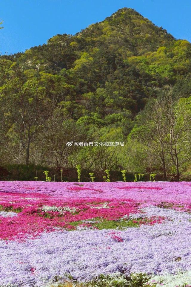 每年五一前后，芝樱花如约绽放，将大地渲染上温柔绚丽的色彩