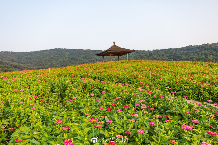 拈花湾梵天花海背靠群山有清清的河水流淌于花海中