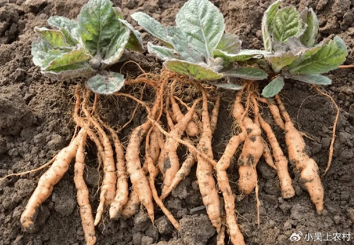 对于男性朋友来说,熟地黄更是滋阴补血,益精填髓的良药.