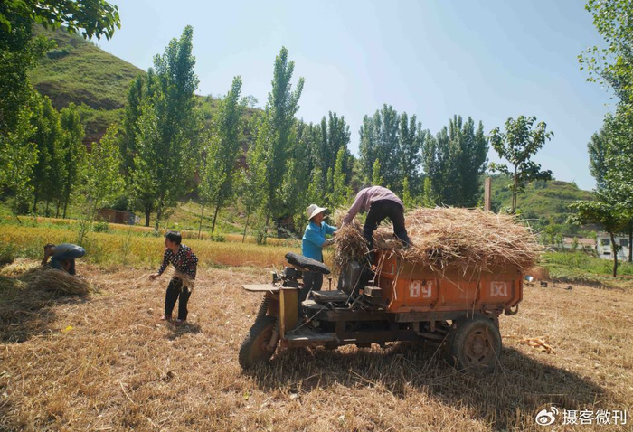 农民烈日下手持镰刀收麦不叫苦,颗粒归仓不放弃一粒麦子