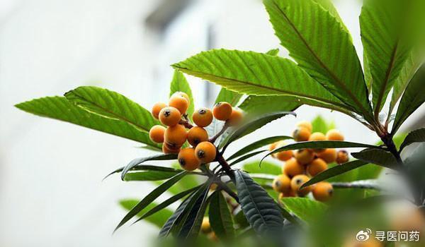 枇杷叶的功效与作用,你知道多少?|枇杷叶|功效|咳嗽_新浪新闻