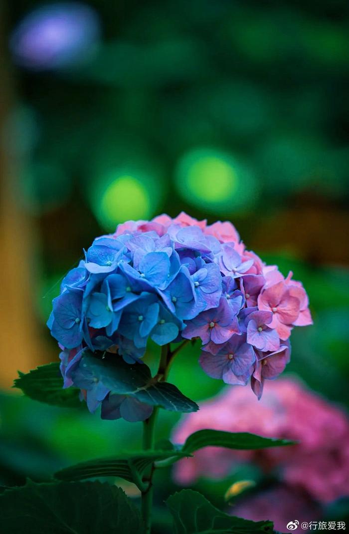 仲夏时刻绣球花开芳香袭人芳丽可爱