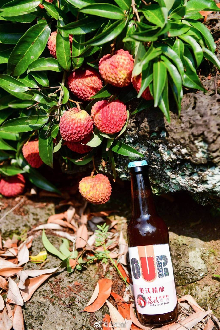 这个夏天,海口秀英火山荔枝将走进千家万户……|荔枝|秀英|火山_新浪