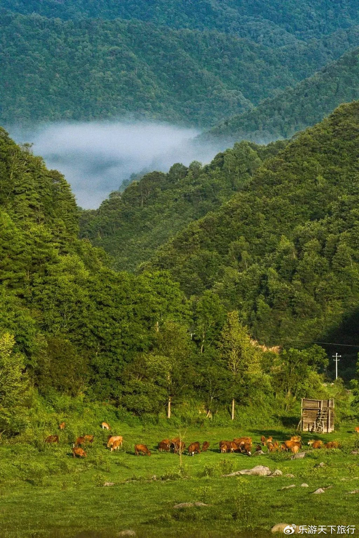 西安出发4个多小时到达的秦岭高山草甸,留坝狮子沟牧场远离喧嚣