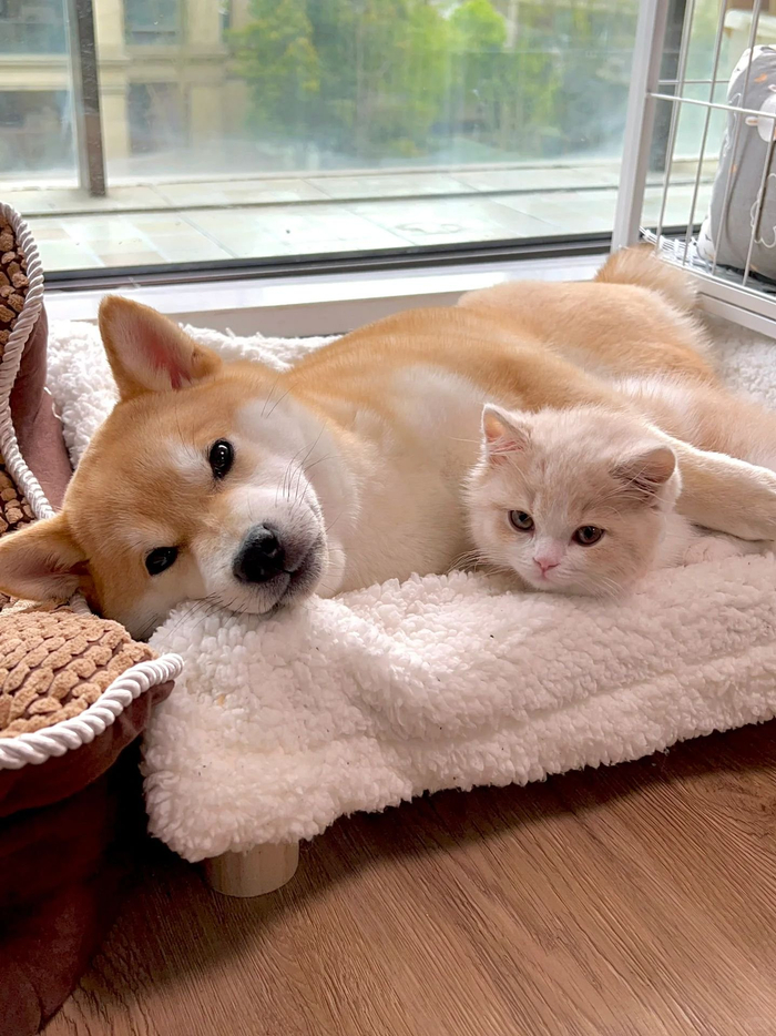 猫狗双全,快乐加倍