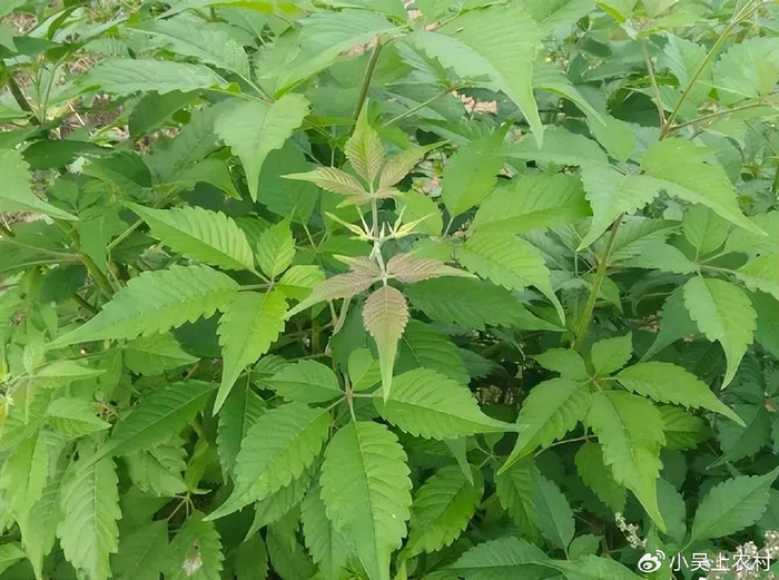 农村有种黄荆树,除了当柴烧,果实还用来做枕头,你见过吗?