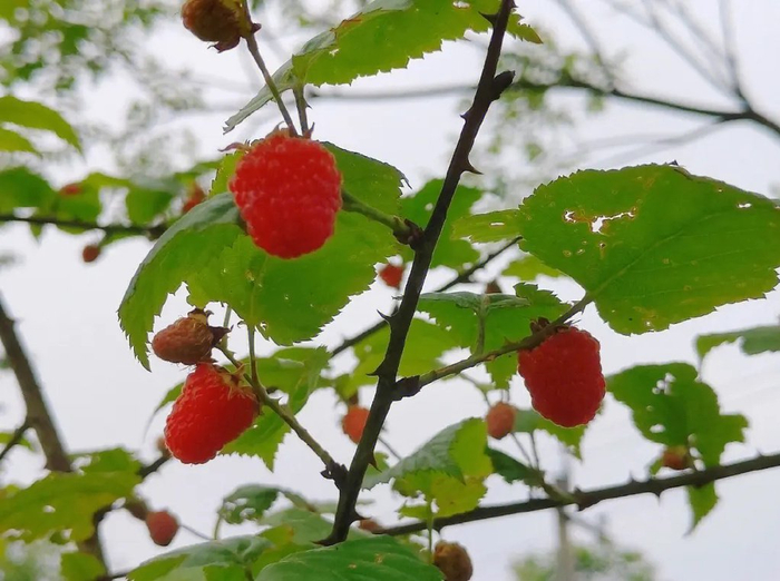 三月泡,长得像草莓,70 80后常吃的野果成熟了,赶紧去采摘来吃