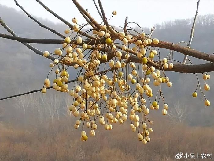 苦楝子像迷你的酸枣,虽有毒不能当野果吃,却有5大厉害妙用