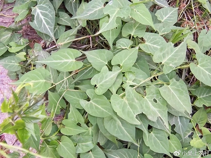 藤状植物何首乌,学名夜交藤,有白头发的朋友一定要认识它