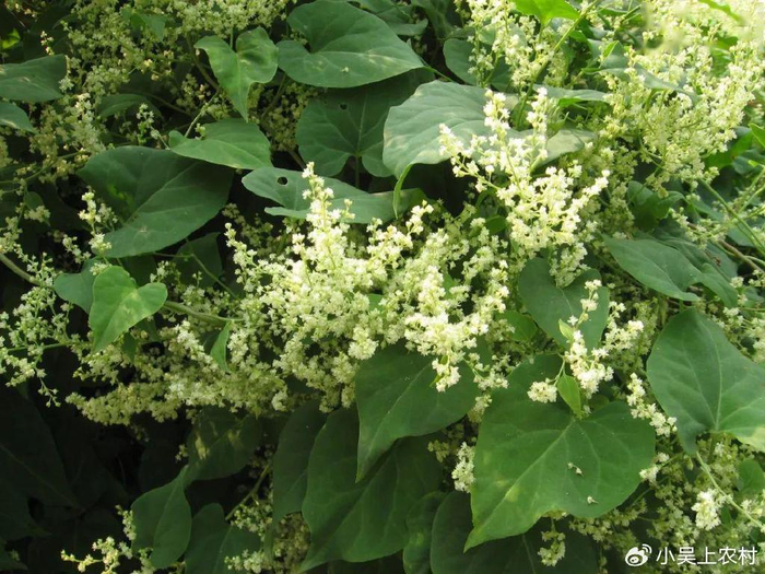藤状植物何首乌,学名夜交藤,有白头发的朋友一定要认识它
