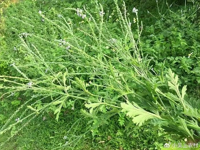 在房前屋后看到这种马鞭草