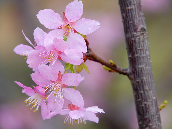 好浪漫! 湖北宜昌樱花开成了爱心的形状