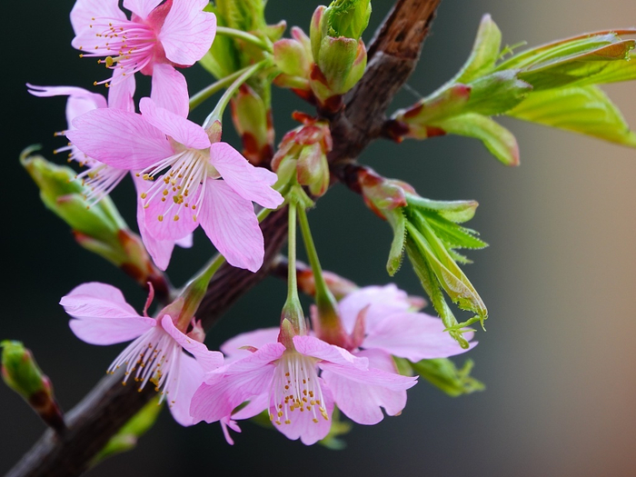 好浪漫! 湖北宜昌樱花开成了爱心的形状