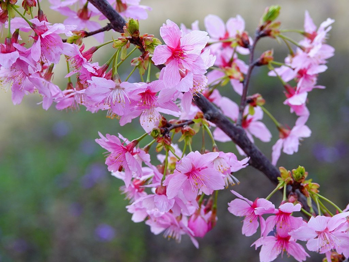 好浪漫! 湖北宜昌樱花开成了爱心的形状