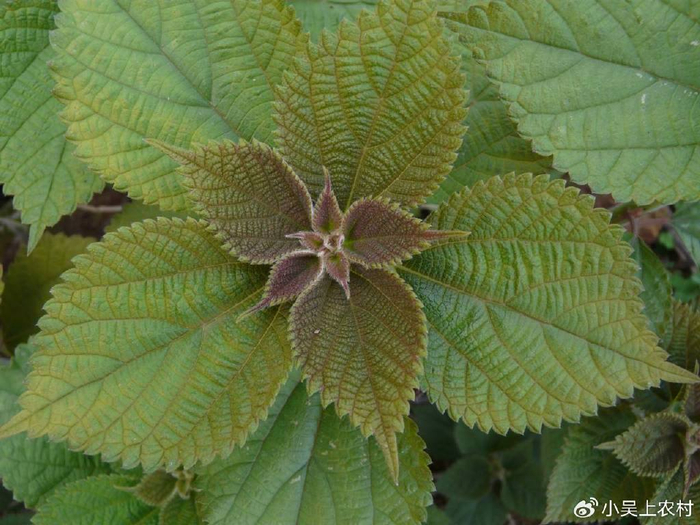 曾有"中国草"之称的苎麻,如今被农民当害草,却有6大厉害妙用|苎麻