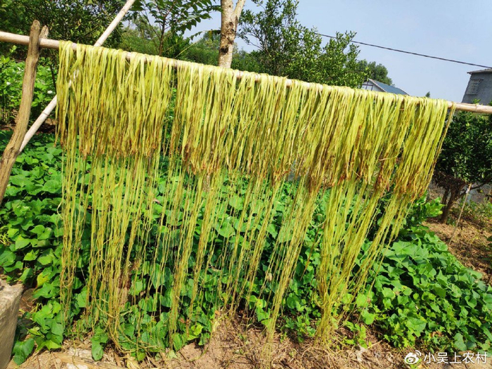 曾有"中国草"之称的苎麻,如今被农民当害草,却有6大厉害妙用