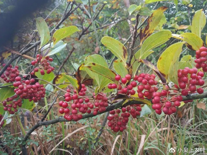 俗称"湿气之王",学名菝葜,又叫金刚刺,长有尖刺,根部价值大